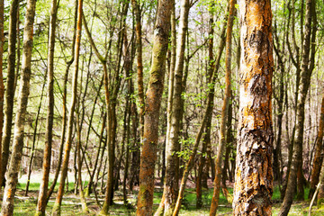 Wall Mural - English woodland coming to life in spring