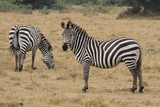 Fototapeta Konie - Beautiful black and white zebras in the nature habitat, wild africa, african wildlife, animals in their nature habitat