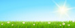 Meadow with sunny sky - Spring/Summer Background