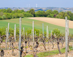 Wall Mural - Weinanbau in Rheinhessen