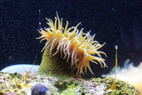 Sea anemone