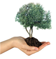 Wall Mural - Olive tree in hand as a gift