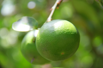 two green lemons hanging on the tree with leaf