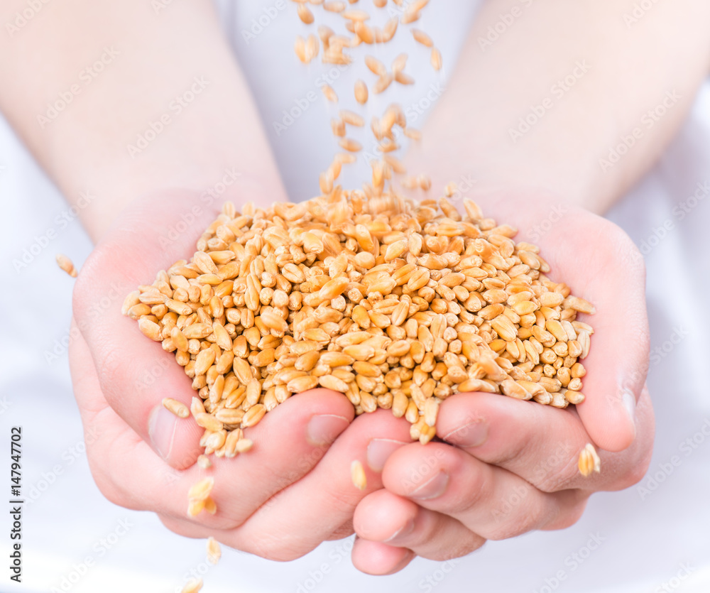 Harvest, close up of male farmers child hands holding wheat grains ...