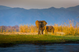 Fototapeta  - Elephants in Lower Zambezi National Park - Zambia