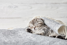 Cute Scottish Fold Kitten Sleeping In Soft Blanket On Wooden Boards Background