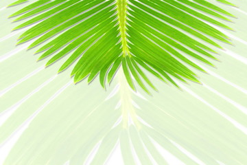 Wall Mural - green palm coconut  tree leaves texture on bluer background with text copy space