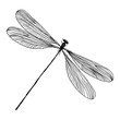 Insect stipple drawing isolated. Dragonfly and bug in trendy embroidery stippling and hatching, shading style. Vector.