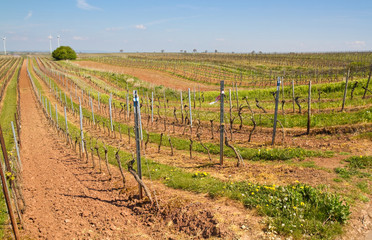 Wall Mural - Weinanbau in Rheinhessen