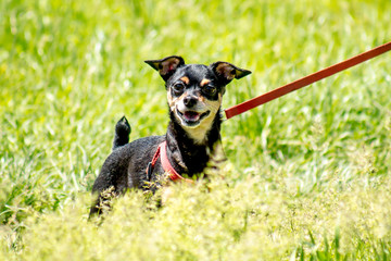 Dog dwarf pinscher in the grass