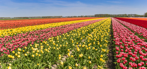 Wall Mural - Panorama of a colorful tulips field in Flevoland