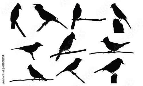 Cuadros en Lienzo Blue jay Silhouette vector illustration