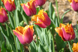 Fototapeta Tulipany - Tulipes dentelle orange au printemps au jardin