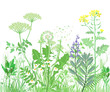 Kräuter und wilde Blumen. Botanische Illustration