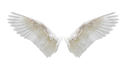 internal white wing plumage