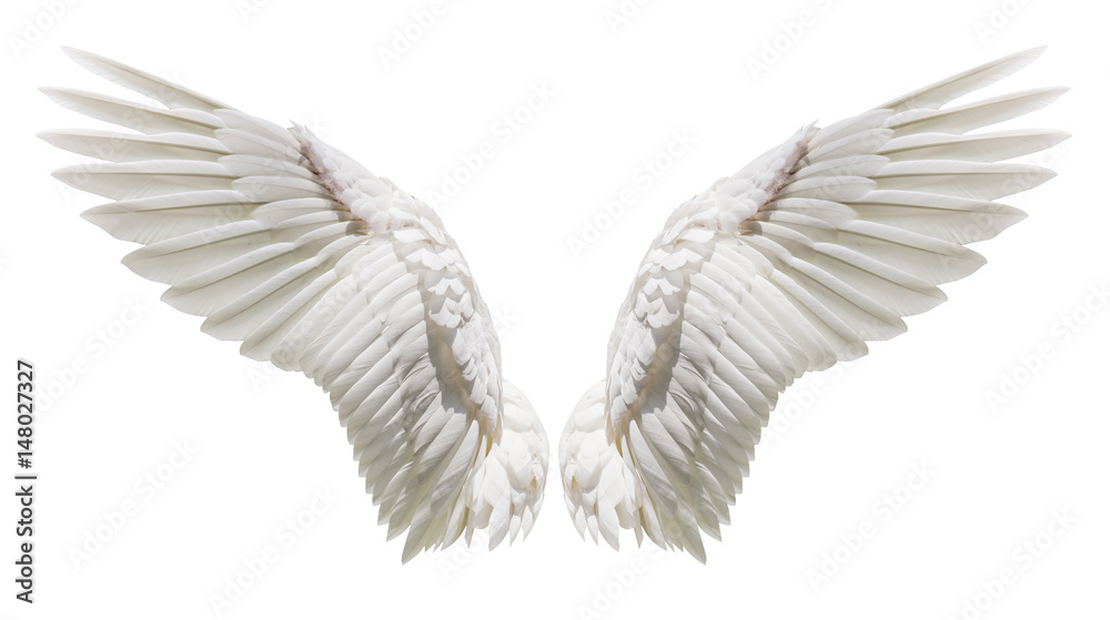 Natural white wing plumage - obrazy, fototapety, plakaty 