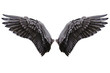 Angel wings, Natural black wing plumage