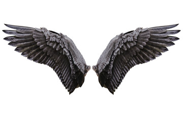 angel wings, natural black wing plumage