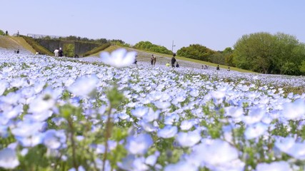 Wall Mural - Nemophila flower fields swing in wind