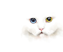 Animal Collection: Portrait Of A White Cat With Different Colored Eyes, On A White Background, Watercolor Illustration