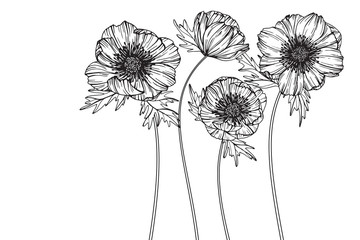 Wall Mural - anemone flowers drawing and sketch with line-art on white backgrounds.