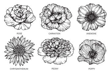 Wall Mural - collection of flowers drawing and sketch with line-art on white backgrounds.