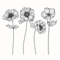 Wall Mural - anemone flowers drawing and sketch with line-art on white backgrounds.