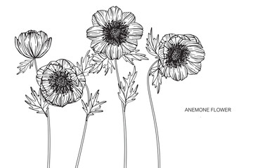 Wall Mural - anemone flowers drawing and sketch with line-art on white backgrounds.