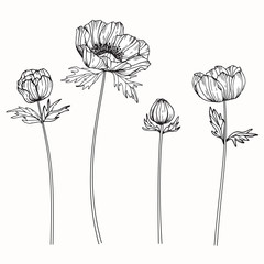 Wall Mural - anemone flowers drawing and sketch with line-art on white backgrounds.