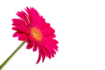 Wall Mural - Beautiful gerbera flower