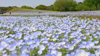 Wall Mural - Nemophila flower fields swing in wind