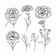 Carnation flowers drawing and sketch with line-art on white backgrounds.