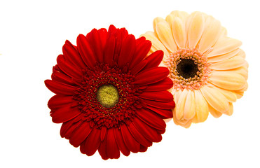 Wall Mural - Beautiful gerbera flower