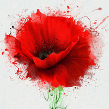 Beautiful Red Poppy Closeup On A White Background, With Elements Of The Sketch And Spray Paint, As An Illustration For The Cover Of The Notepad Or Notebook, Or Print On Clothing