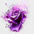 Luxurious purple rose, closeup, isolated on a white background, with elements of spray paint