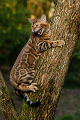 Wall Mural - Bengal Cat climbs on tree, Nature green background