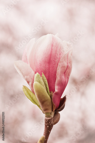 Dekoracja na wymiar  kwiat-magnolii-magnolia