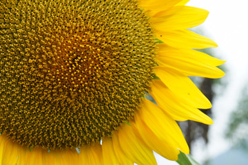 Bright yellow sunflowers sun flower close up in field garden