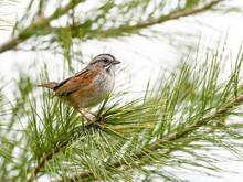 Swamp Sparrow Perched On A Pine Tree
