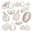 Exotic tropical fruit isolated sketch set