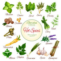 Canvas Print - Hot spices, herbs and vegetable greens poster