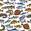 Fish seamless pattern for seafood design