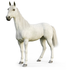 White stallion horse on an isolated white background. 3d rendering