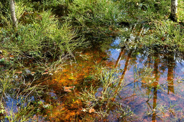 Wall Mural - landscape of wild swamp forest