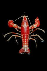 Wall Mural - Crayfish Procambarus Clarkii Ghost on black background.