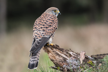 Poster - Female kestrel looking right and perched on an old tree stump with a forest in the background