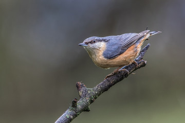 Poster - close up portrait of a nuthatch looking alert and perched on the top of an old branch