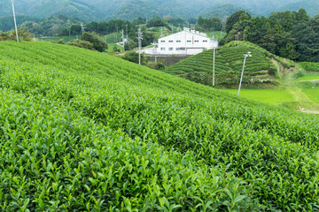 Wall Mural - Fresh tea farm