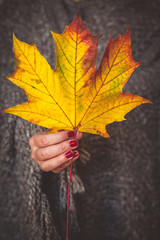 Female hand holding and showing yellow dry leaf as autumn symbol