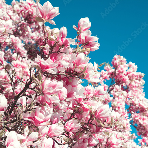 Plakat Kwitnąca magnolia na niebieskiego nieba tle